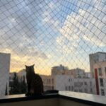 نصب توری محافظ گربه